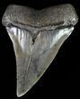 Huge, Fossil Mako Shark Tooth - South Carolina #70514-1
